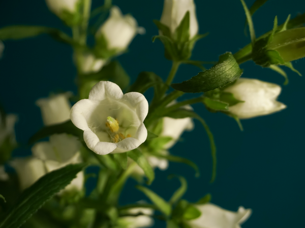 Canterbury Bells 'White' seeds - Campanula medium