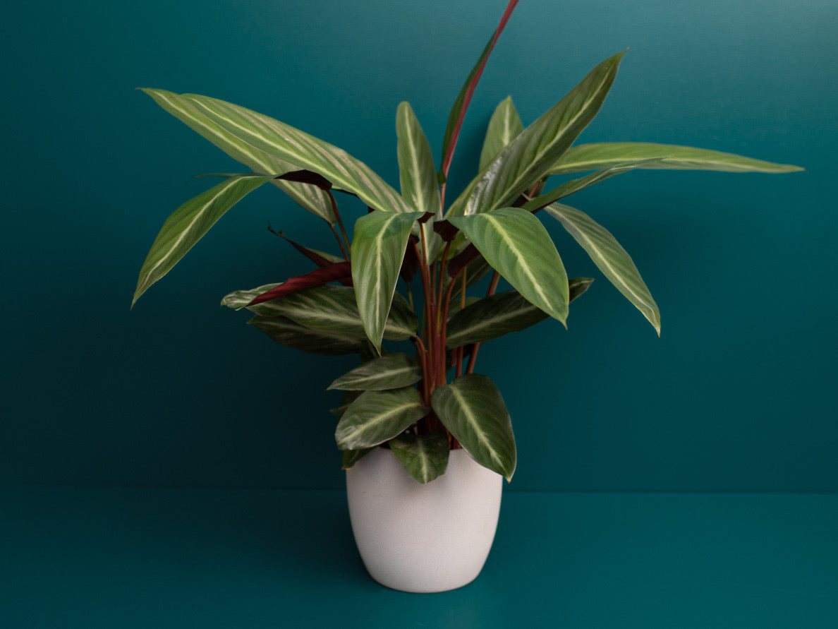 Kalateja | Calathea Stromanthe Sanguinea |