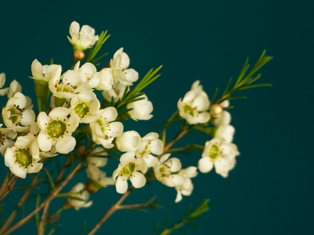 Vaskapuķes | Chamelaucium |