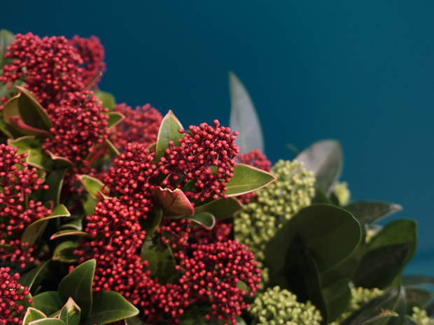 Skimmija | Skimmia japonica |