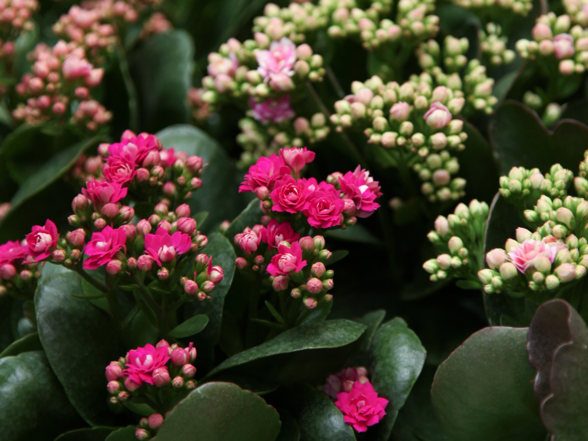 Kalanhoja | Kalanchoe |