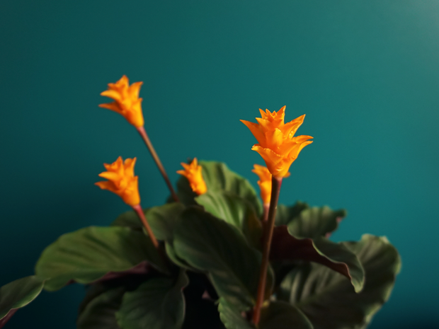 Kalateja | Calathea crocata |