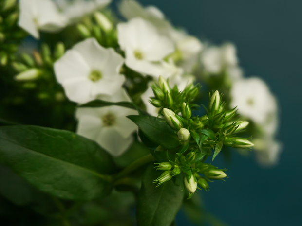 Flokši | Phlox |