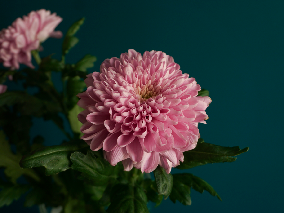 Lielziedu krizantēmas | Chrysanthemum |