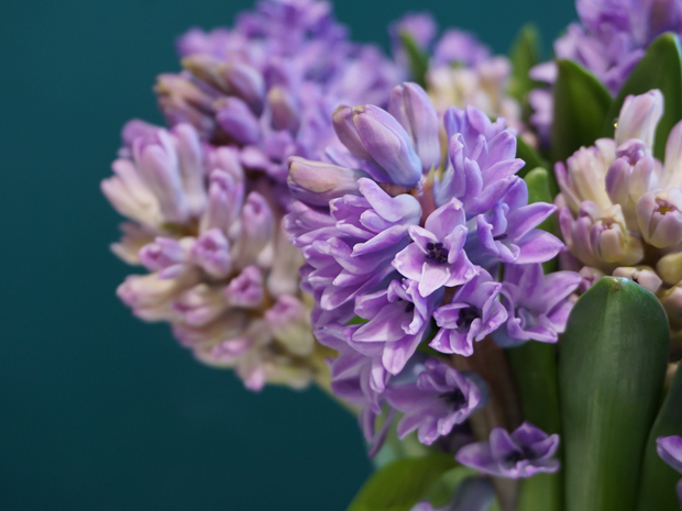 Hiacintes | Hyacinthus |