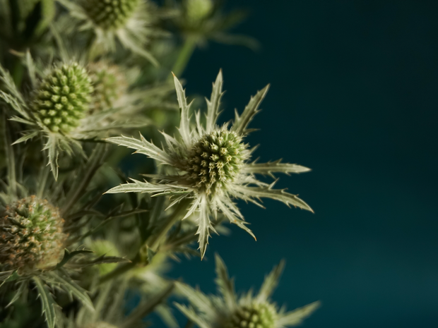 Zilpodzes | Eryngium |