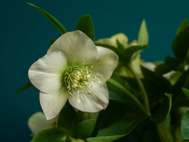 Sniega rozes | Helleborus |