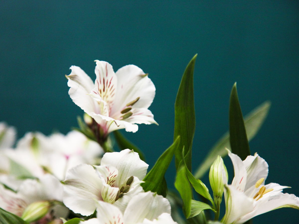 Alstromērijas | Alstroemeria |