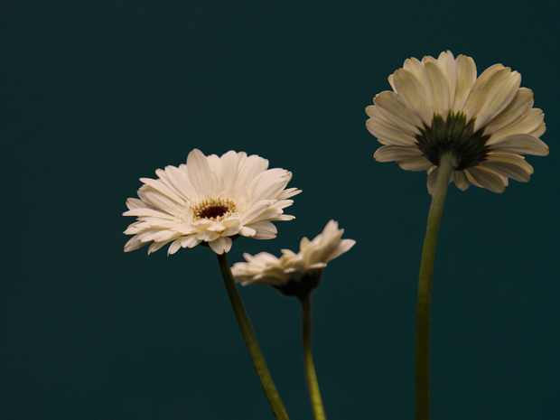 Mini gerberas | Germini |