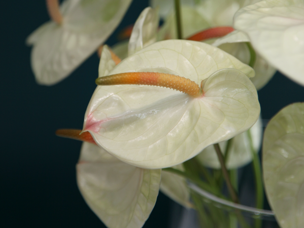 Antūrijas | Anthurium |